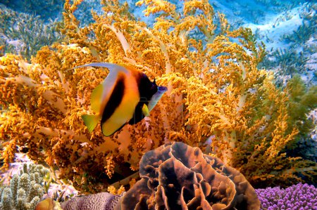 Gorgonian fan and Pennant coralfish
