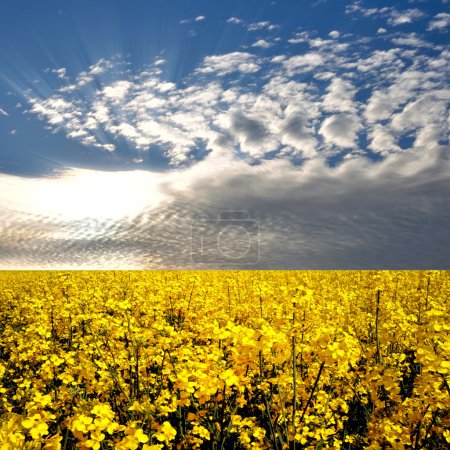 Flower of oil rape in field with blue sky and clouds