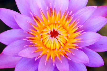 Close up of a purple water lily
