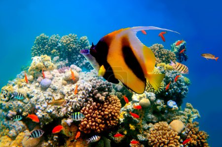 Photo of a coral colony on a reef top and Pennant coralfish