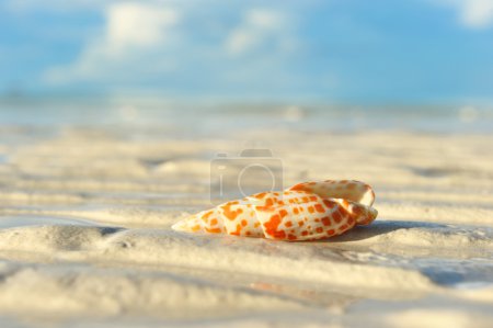 Shell on a beach