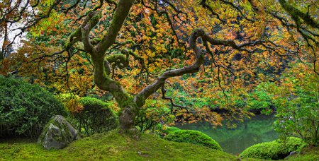 Old Japanese Red Lace Leaf Maple Tree Panorama 2