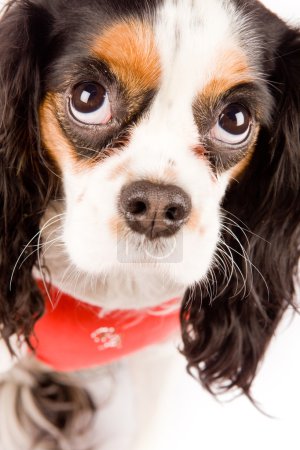 Photo of a cavalier king charles spaniel dog on white isolated background