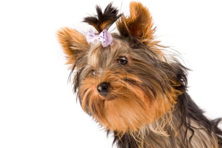 Yorkshire Terrier - Dog