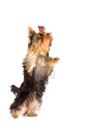 Photo of young adorable yorkshire terrier who is jumping