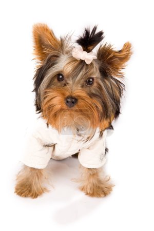Photo of young adorable yorkshire terrier with white jacket