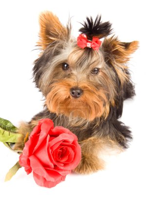 Photo of young adorable yorkshire terrier with rose