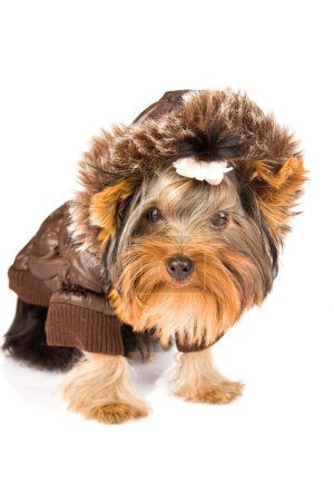 Photo of young adorable yorkshire jacket with brown winter jacket