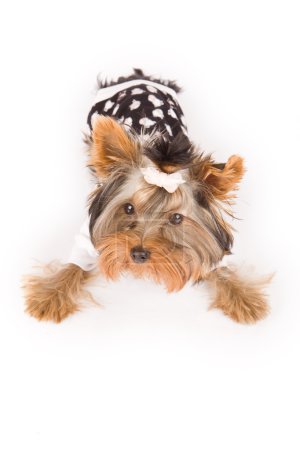 Yorkshire terrier with pajamas