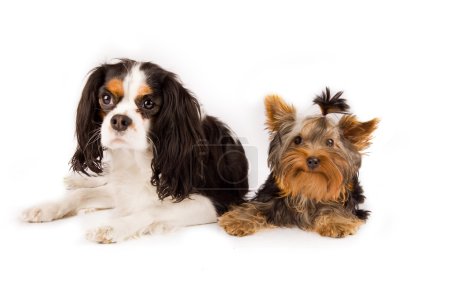 Photo of young yorkshire terrier and cavalier king charles spaniel dog
