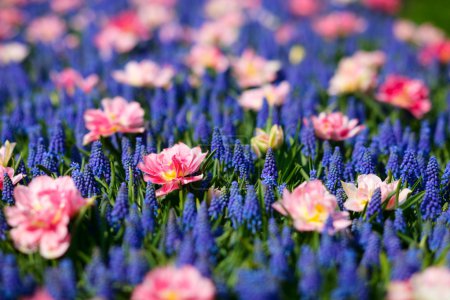 Blue and pink flowers