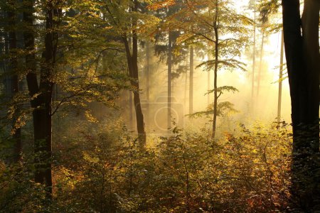 Autumn beech forest at sunrise