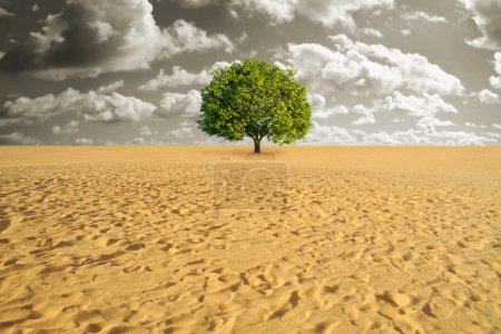 Tree alone in desert