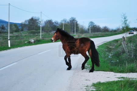 Horse nature