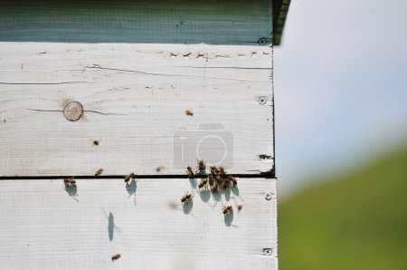 Bee home at meadow