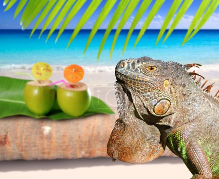 Mexico iguana in coconut Caribbean beach