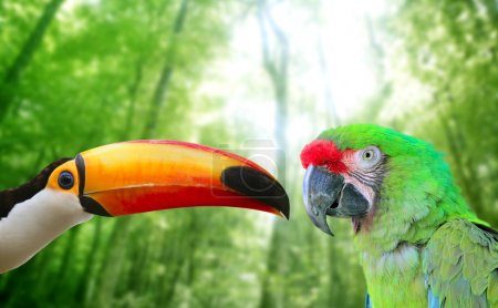 Toco toucan and Military Macaw Green parrot