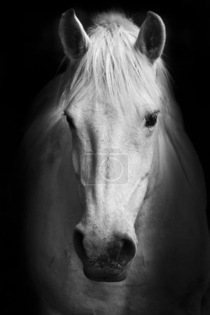White horse's black and white art portrait