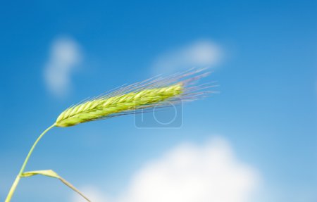 Barley and sunny sky