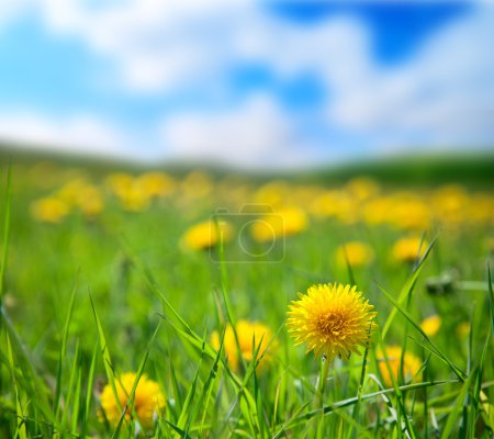 Dandelions and sunny day