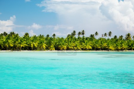 Palms and caribbean sea