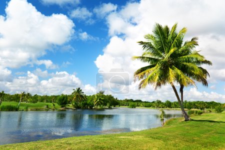 Palms and tropical lake