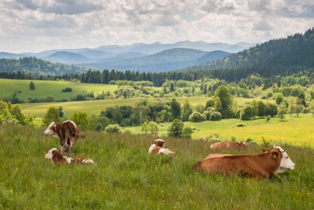Cows on a meadow