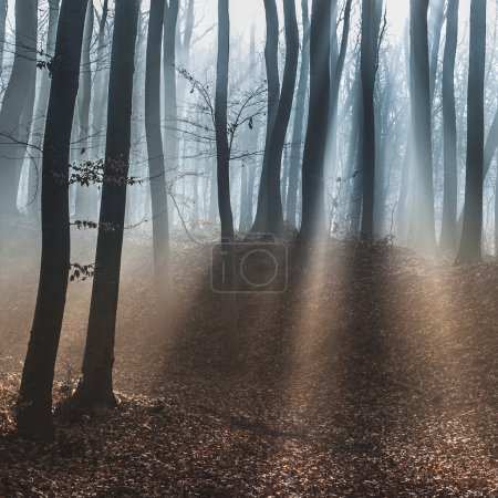 Dark dreamy forest with fog