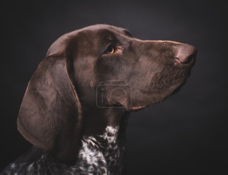 German short-haired pointer hunting dog