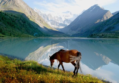 Horse near mountain lake Ak-kem, Altai, Russia, wild landscape