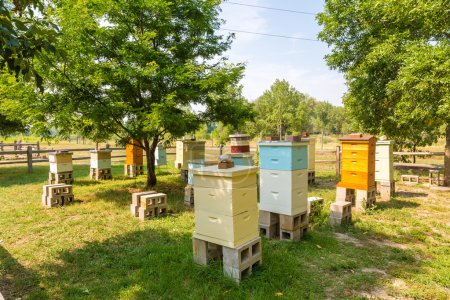 Wood Bee Hives on Cinder Blocks