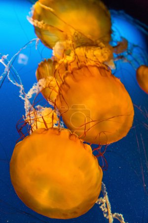 Orange Jellyfish Vertical