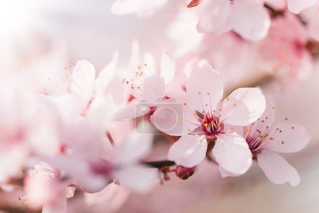 Spring blooming cherry tree in detail