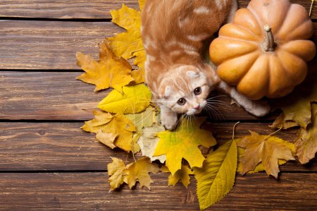Ginger kitty and maple leaves