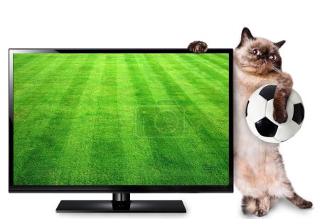 Cat watching smart tv translation of football game.