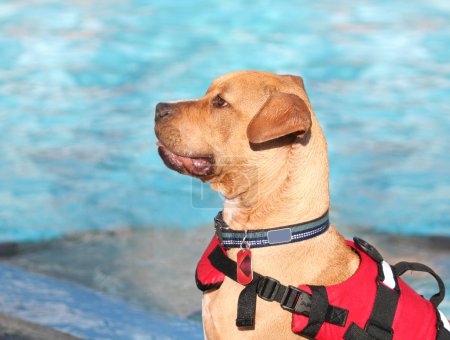 Dog having fun at swimming pool