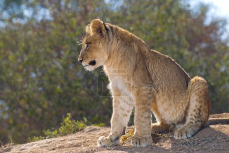African Lion cub, South Africa