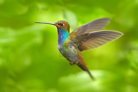 Hummingbird in flight, green forest nature habitat, White-tailed Hillstar