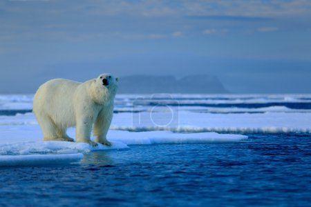 Big polar bear on drift ice