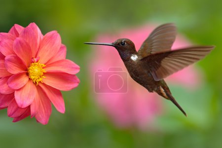 Hummingbird Brown Inca