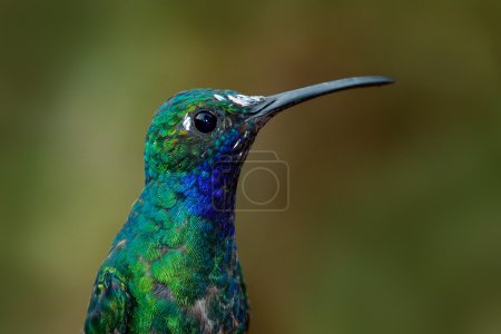 Portrait of hummingbird White-tailed Sabrewing
