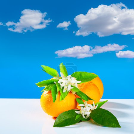 Oranges with orange blossom flowers blue sky