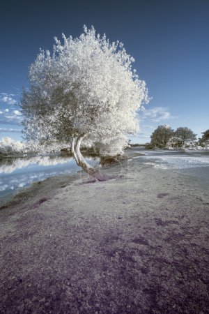 Infrared landscape of lake in Summer