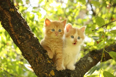 Two cute kittens sitting on the tree branch