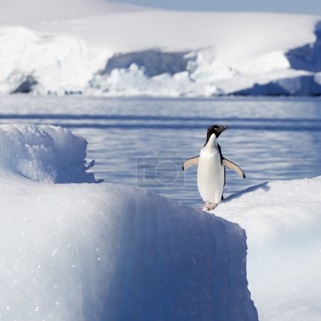 Penguin on glaciers and icebergs in Antarctica