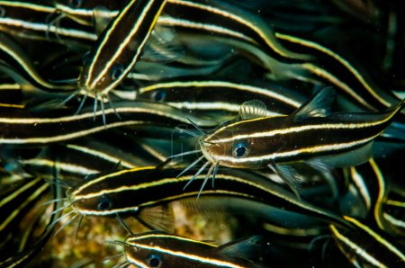 Group of striped catfish in Banda, Indonesia underwater photo