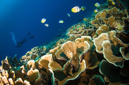Scuba diving above coral below boat bunaken sulawesi indonesia underwater photo