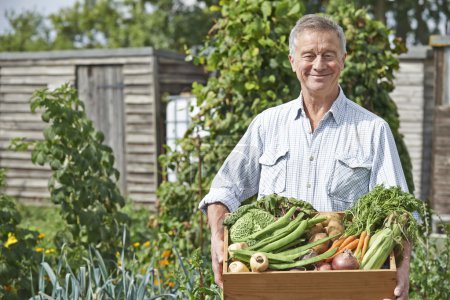 Senior Man On Allotment With Box Of Home Grown Vegetables