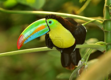 The tropical rainbow toucan