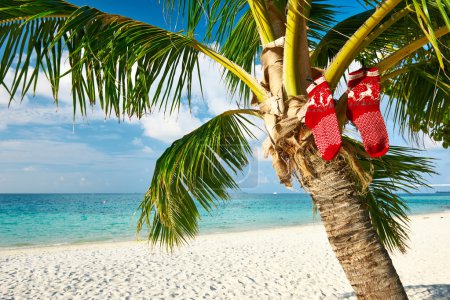 Beach with palm tree at Christmas
